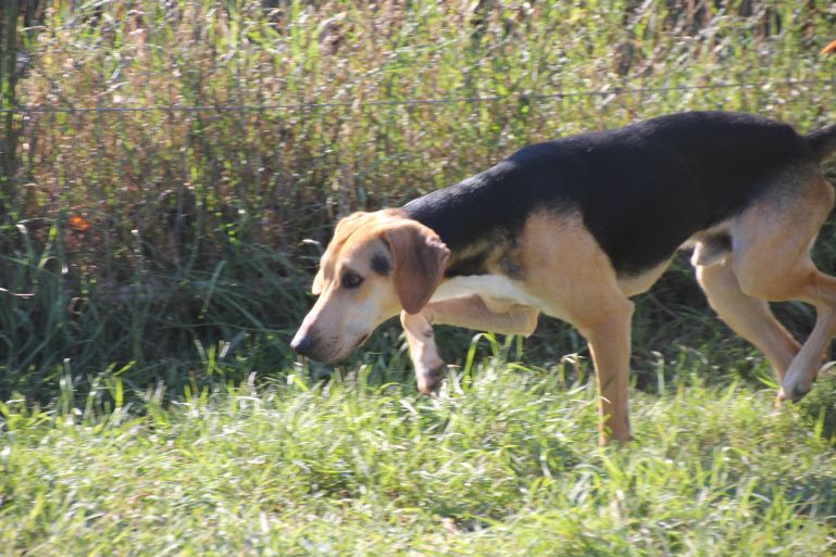 Pablo Hundehilfe Mariechen