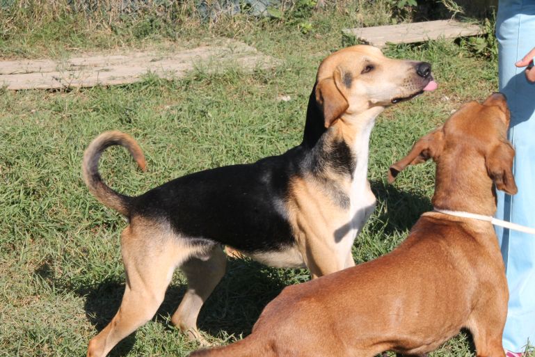 Pablo Hundehilfe Mariechen