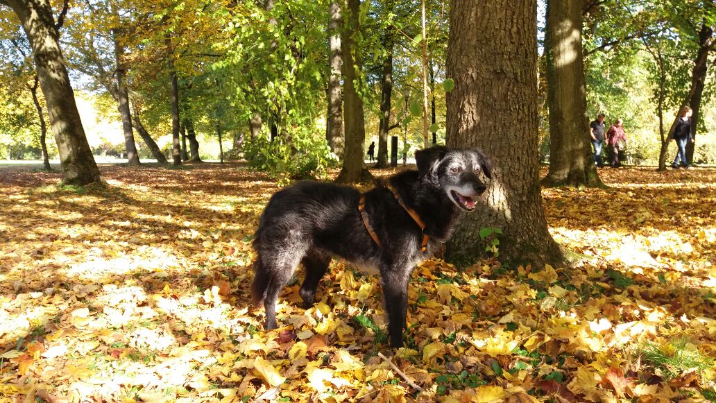 Liebeserklärung an (m)einen alten Hund Hundehilfe Mariechen