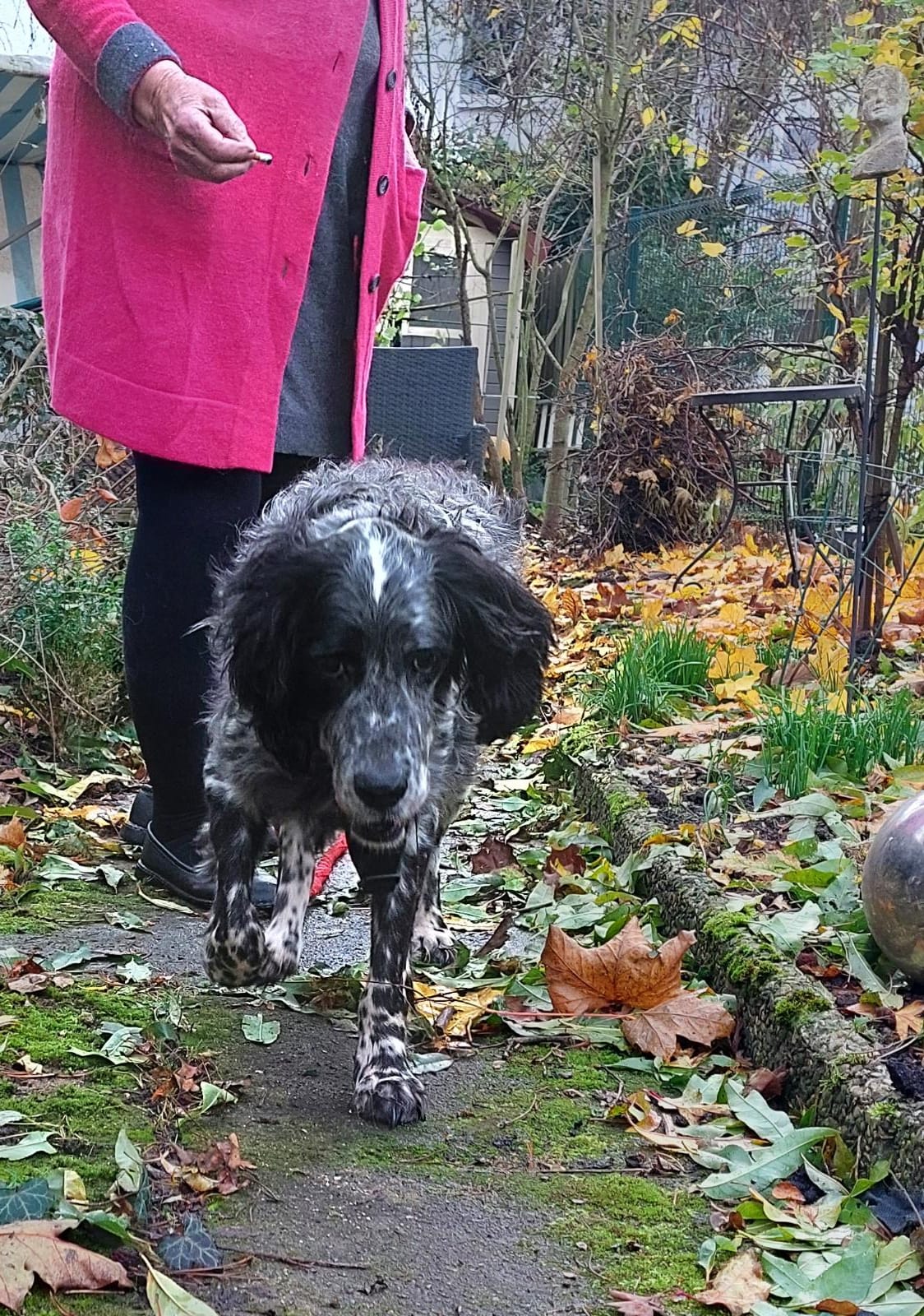 Beatrice Hundehilfe Mariechen